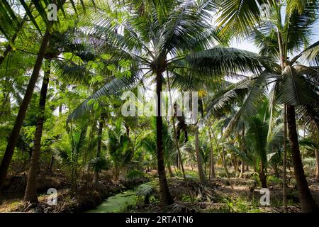 Samut Songkhram, Thailand; 1. Januar 2023: Ein junger Bauer, der auf einer Bio-Kokosnussplantage arbeitet. Stockfoto