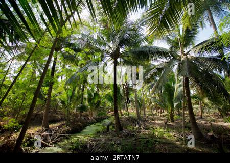 Samut Songkhram, Thailand; 1. Januar 2023: Ein junger Bauer, der auf einer Bio-Kokosnussplantage arbeitet. Stockfoto