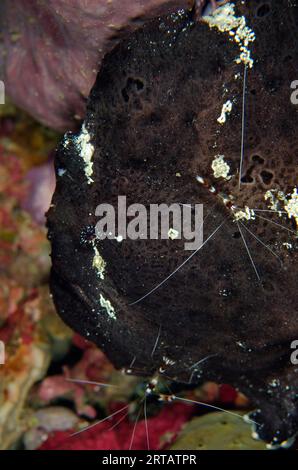 Paar Boxer Shrimps, Stenopus hispidus, auf Riesenanglerfisch, Antennarius commerson, Cannibal Rock Tauchplatz, Horseshoe Bay, Nusa Kode, Süd Rinca Isla Stockfoto