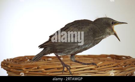 Seitenansicht des besorgten grauen Vogels, der auf dem Rand des Korbs aus Holzgeflecht sitzt und den Schnabel auf weißem Hintergrund öffnet. Frühling, Stockfoto