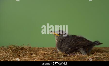 Seitenansicht des Nestlings des Grauvogels Sturnus vulgaris mit gelbem Schnabel, der auf einem Holztisch unter trockenem Zweigstroh auf grünem Hintergrund sitzt Stockfoto