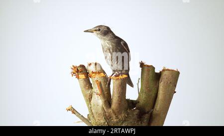 Seitenansicht des eleganten grauen Vogels mit dem Stern Sturnus vulgaris, der auf einem hölzernen Aststumpf auf weißem Hintergrund sitzt. Frühling, Homecoming, b Stockfoto