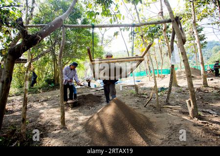 Chiang Mai, Thailand; 1. Januar 2023: Man filtriert Boden auf einer Bio-Grünteeplantage im Norden Thailands. Stockfoto