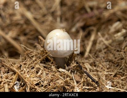 Der Dung Roundhead ist ein häufiger Pilz, der mit Herbivorenkot in Verbindung gebracht wird. Sie sind kleine, glatt gekapselte Pilze, die nicht essbar sind. Stockfoto