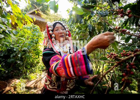 Chiang Mai, Thailand; 1. Januar 2023: Ältere Frau aus dem nordthailändischen Stamm der Akha auf einer Bio-Kaffeeplantage. Stockfoto