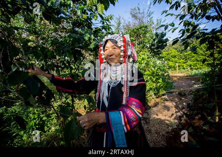 Chiang Mai, Thailand; 1. Januar 2023: Ältere Frau aus dem nordthailändischen Stamm der Akha auf einer Bio-Kaffeeplantage. Stockfoto