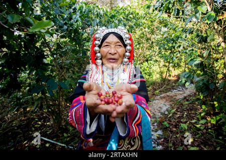 Chiang Mai, Thailand; 1. Januar 2023: Ältere Frau aus dem nordthailändischen Stamm der Akha auf einer Bio-Kaffeeplantage. Stockfoto