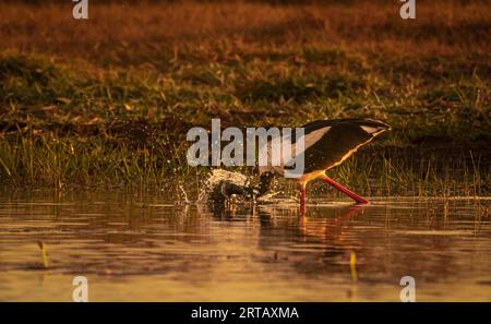 Ein Schwarzhalsstorch jagt am frühen Morgen nach Fischen. Stockfoto