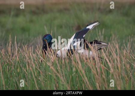 Ein weiblicher Schwarzhalsstorch im langen Schilf Stockfoto