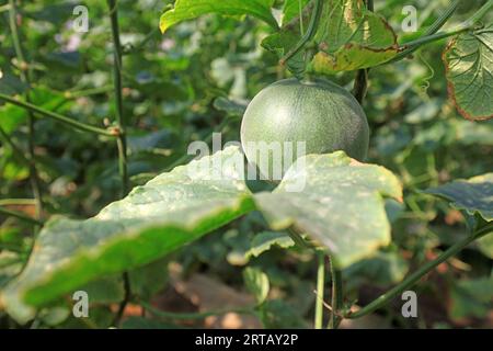 Melonen wachsen auf Pflanzen in Gewächshäusern Stockfoto