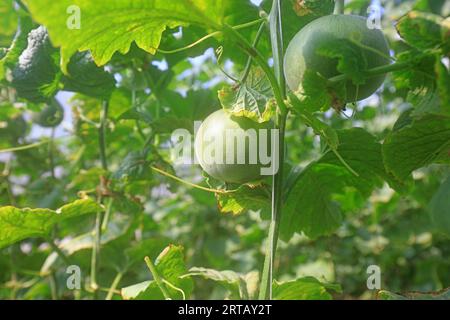 Melonen wachsen auf Pflanzen in Gewächshäusern Stockfoto