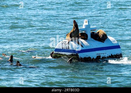 Seelöwen spielen im Meer zwischen der kalifornischen Küste und dem Channel Islands-Nationalpark Stockfoto