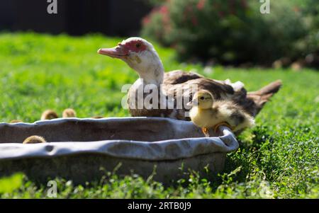 Ein Gosling trinkt Wasser aus einer Trinkschale auf einem grünen Rasen im Innenhof eines Landhauses 3 Stockfoto