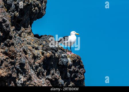 Blick auf eine Möwe auf Anacapa Island von einem Boot im Channel Islands National Park Stockfoto