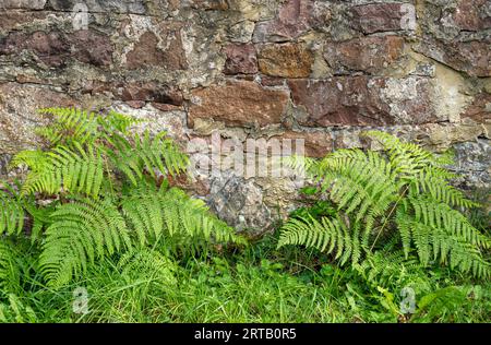 Alte Burg Steinmauer und Farn Stockfoto
