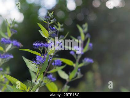 Caryopteris, Gattung der blühenden Pflanzen in der Familie Lamiaceae. Caryopteris Zierpflanze mit blauen Blüten. Stockfoto