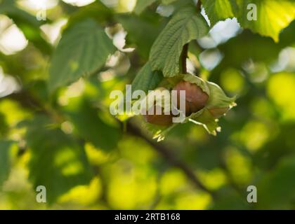 Frische Haselnüsse auf einem Zweig mit grünen Blättern Stockfoto