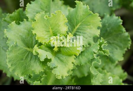 Grüne Blätter junger Salate im Garten Stockfoto