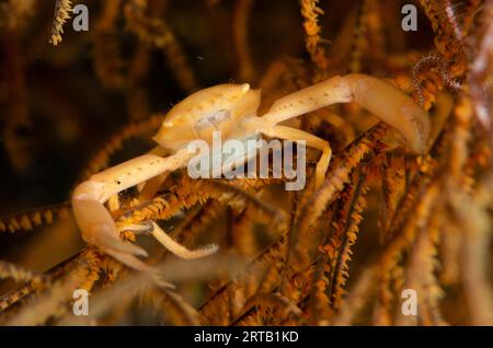 Krabbenkorallen, Quadrella coronata, getarnt in Korallen mit Eiern, Tauchplatz Segara, Seraya, Karangasem, Bali, Indonesien Stockfoto