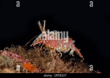 SARON Shrimp, Saron marmoratus, Melasti Tauchplatz, Seraya, Karangasem, Bali, Indonesien Stockfoto