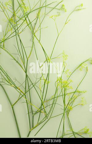 Wilde Fenchelblätter und -Blüten, aromatische Kräuterpflanze, auf grünem Hintergrund. Stockfoto