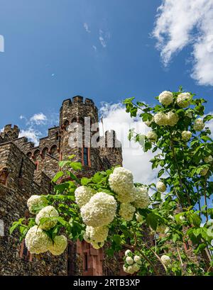Blick vom Burggarten auf die Wehrtürme von Schloss Reichenstein, Trechtingshausen, Oberes Mittelrheintal, Rheinland-Pfalz, Deutschland Stockfoto