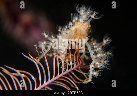 Elektrische Krabbe, Achaeus spinosus, mit kleinen Hydropolypen, Nachttauchgang, Seraya House Reef Tauchplatz, Seraya, Karangasem, Bali, Indonesien Stockfoto