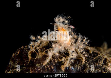 Elektrische Krabbe, Achaeus spinosus, mit kleinen Hydropolypen, Nachttauchgang, Seraya House Reef Tauchplatz, Seraya, Karangasem, Bali, Indonesien Stockfoto