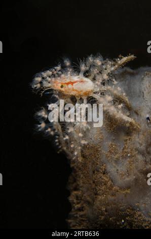 Elektrische Krabbe, Achaeus spinosus, mit kleinen Hydropolypen, Nachttauchgang, Seraya House Reef Tauchplatz, Seraya, Karangasem, Bali, Indonesien Stockfoto