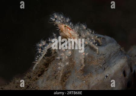 Elektrische Krabbe, Achaeus spinosus, mit kleinen Hydropolypen, Nachttauchgang, Seraya House Reef Tauchplatz, Seraya, Karangasem, Bali, Indonesien Stockfoto