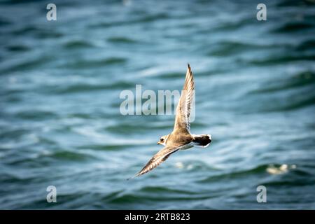 Ringelfledermaus (Charadrius hiaticula) im Flug an der Ostsee, Ostholstein, Deutschland Stockfoto