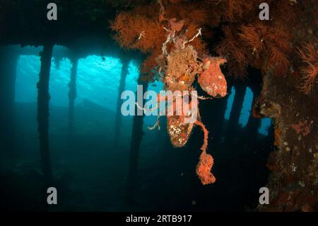 Common Wing Oyster, Pteria Pinguin, nach dem Inneren des Wracks, Liberty Wrack Tauchplatz, Tulamben, Karangasem, Bali, Indonesien Stockfoto