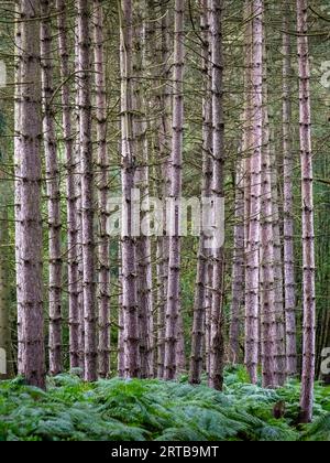 Ein Wald voller gerader Baumstämme schafft vertikale Muster in Warwickshire, England. Stockfoto