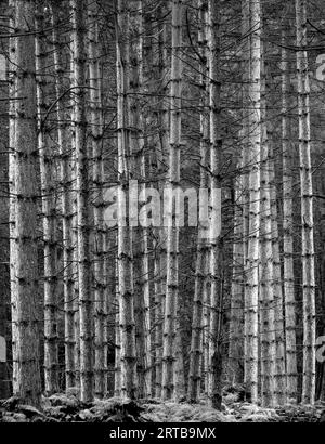 Ein Wald voller gerader Baumstämme schafft vertikale Muster in Warwickshire, England. Stockfoto