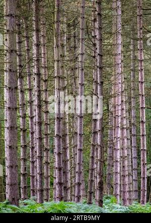 Ein Wald voller gerader Baumstämme schafft vertikale Muster in Warwickshire, England. Stockfoto