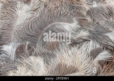 Nahaufnahme von Straußenfedern Stockfoto