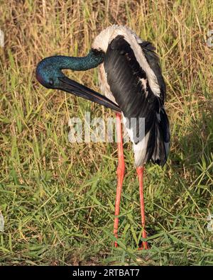 Ein männlicher Schwarzhalsstorch, der seine Federn am frühen Morgen predigt. Stockfoto