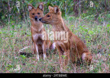 Wildhundjagd - Bandipur, Karnataka, Indien Stockfoto