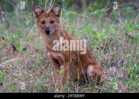 Wildhundjagd - Bandipur, Karnataka, Indien Stockfoto