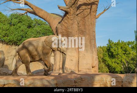 Afrikanischer Elefant mit Baum in Bioparc, Valencia, Spanien Stockfoto