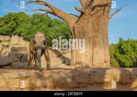 Afrikanischer Elefant mit Baum in Bioparc, Valencia, Spanien Stockfoto