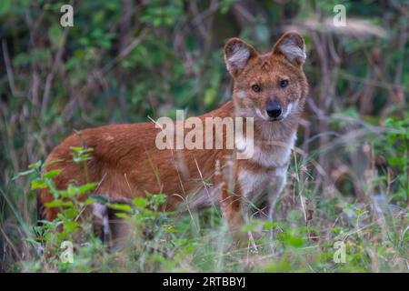 Wildhundjagd - Bandipur, Karnataka, Indien Stockfoto