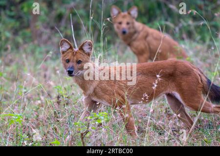 Wildhundjagd - Bandipur, Karnataka, Indien Stockfoto