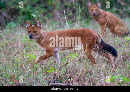 Wildhundjagd - Bandipur, Karnataka, Indien Stockfoto