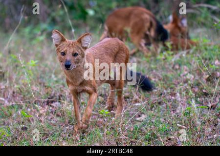 Wildhundjagd - Bandipur, Karnataka, Indien Stockfoto