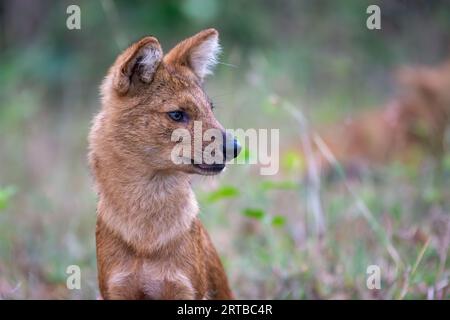 Wildhundjagd - Bandipur, Karnataka, Indien Stockfoto