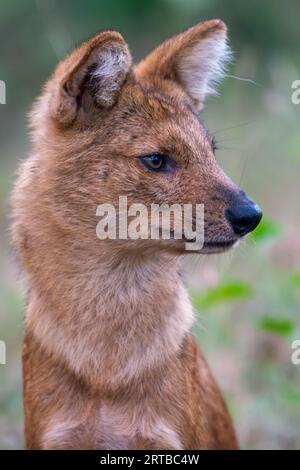 Wildhundjagd - Bandipur, Karnataka, Indien Stockfoto