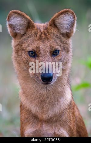 Wildhundjagd - Bandipur, Karnataka, Indien Stockfoto