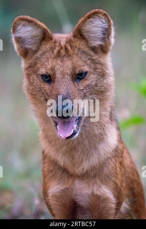 Wildhundjagd - Bandipur, Karnataka, Indien Stockfoto