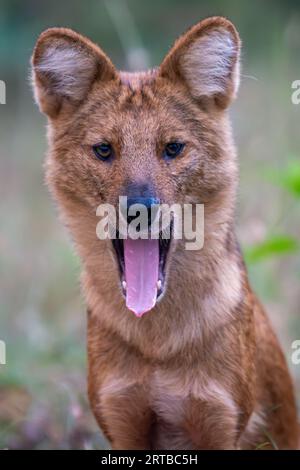 Wildhundjagd - Bandipur, Karnataka, Indien Stockfoto